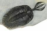 Short Trident Walliserops Trilobite - Timrzit, Morocco #179519-2